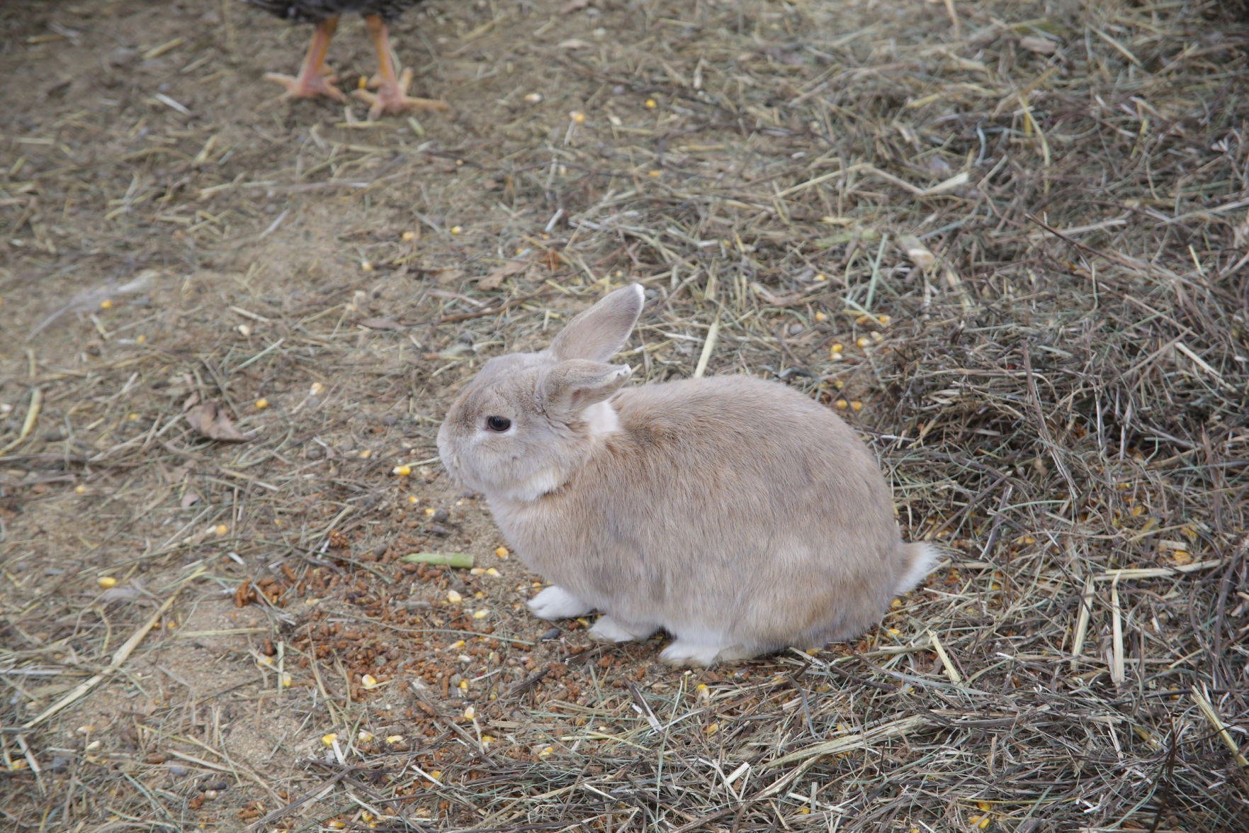 Erin's Farm animal sanctuary